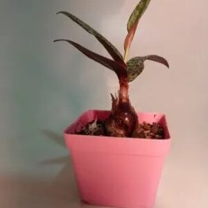 Planta conmemoración